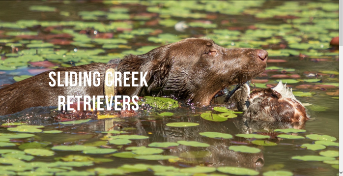 Sliding Creek Retrievers