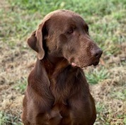 HRCH Dry Pond's Troublesome Old No. 7  (Jack)