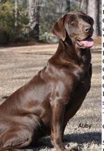 Big Creek's Abby Girl Blue (Abby)