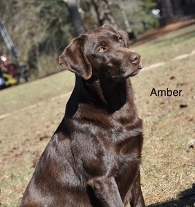Big Creek's Amber Ale (Amber)