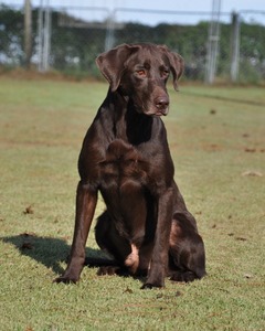 HRCH Big Creek's Yeager Meister (Yeager)