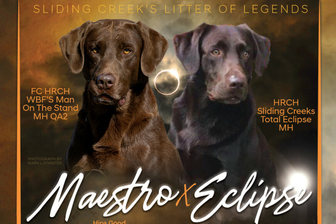 Maestro x Eclipse